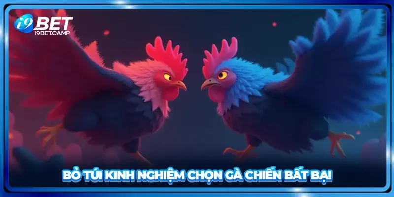 Bỏ túi kinh nghiệm chọn gà chiến bất bại