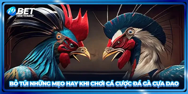 Bỏ túi những mẹo hay khi chơi cá cược đá gà cựa dao