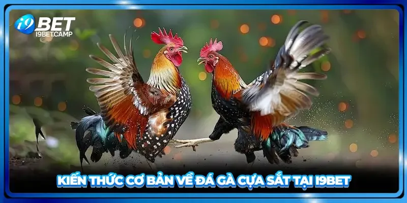 Kiến thức cơ bản về đá gà cựa sắt tại I9BET