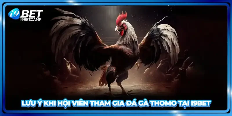 Lưu ý khi hội viên tham gia đá gà Thomo tại i9BET