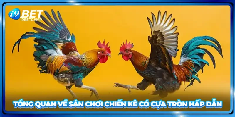 Tổng quan về sân chơi chiến kê có cựa tròn hấp dẫn